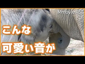 ちゅぱっ♡授乳音が聞こえる子象タオ 秋の味覚は早いもの勝ち！アジアゾウ4頭同居生活〜Asian Elephant Life
