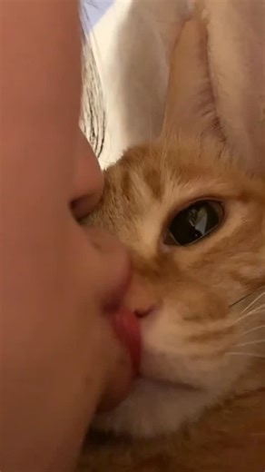 西木 on Instagram: "咪的嘴红红的😽 #cat #catlover #catvideos"