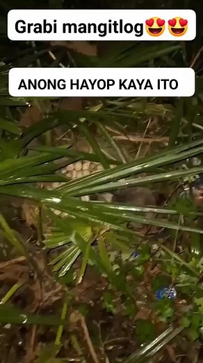 WIN LIFE PRO on Reels