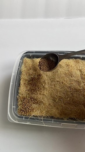 Learn how to grow your own food! Growing Microgreens is easy, fast and fun even if you have zero gardening experience. Follow for more Microgreen Grow videos! #microgreens #sprouts #growathome #healthyfoodinspo #microgreenchallange