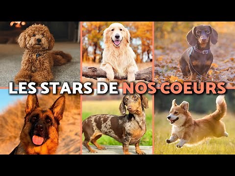 TOP 10 MOST POPULAR DOG BREEDS IN THE WORLD ❤️🐶 UPDATED RANKING!