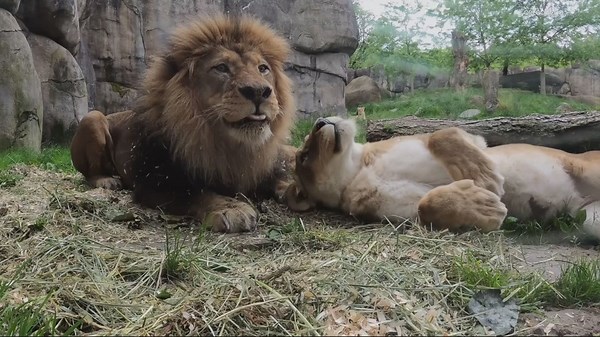 One of the oldest male lions in North America turned 18 at the Oregon Zoo