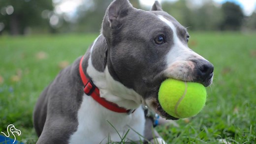This rescued pit bull just LOVES his new job. | The Dodo