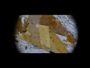 Strong pleochroism in biotite under the optical microscope