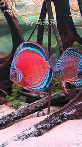 乌弟茶 send me a video from his amazing Discus a F1 offspring. 💙❤️ He couldn't tell me the exact variety, it was a single animal at the dealer. Maybe you have an idea? #disxusfish #discusaquarium #discustank #aquascaping #fishtank #fishkeeping #aquariumhobby #discus #tropicalfish #aquarium #freshwaterfish #aquascape | Oliver Knott