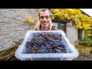 Harvesting Grapes - Making Grape Juice and Pruning Grape Vines