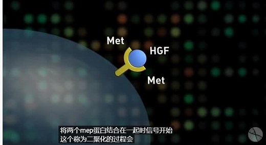 c-Met基因异常：高频癌种的中国特色 !（HGF MET信号通路简介）
