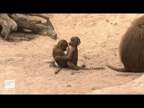 Homosexuelle Tiere - eine Spezialführung durch den Nürnberger Zoo | BR24