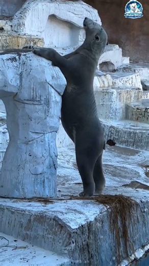 Cute Polar Bear Face 🥺🐻‍❄️💙 #polarbear