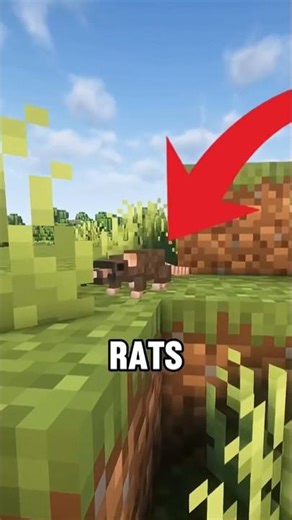 If Rats were added in Minecraft!😱#shorts #minecraft #minecraftmemes