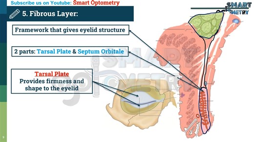 Eyelid- Anatomy or Structures of Eyelid (Video-2) - 眼睑解剖