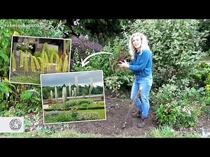 How to grow Eremurus (Foxtail Lily) bulbs/tubers - FarmerGracy.co.uk