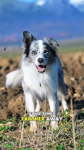 Did You Know Animals Sense Things Humans Can’t #shorts