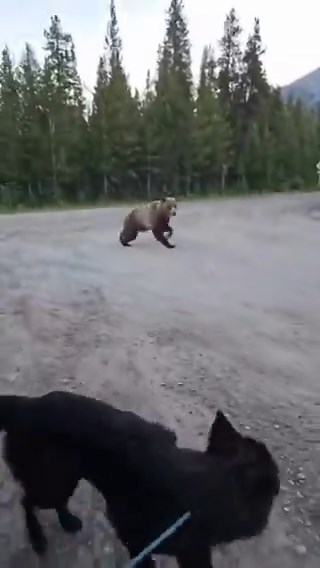 A woman hiking in Canada nearly became a grizzly’s next meal and the video circulating right now is genuinely one of the most intense wildlife encounters you will ever watch - her dog is with her, a massive grizzly is right there, and somehow she kept her head together long enough for both of them to walk away breathing. That is not a small thing. Most people talk tough until nature is standing ten feet in front of them and every instinct in your body is screaming to run, and running is exactly 