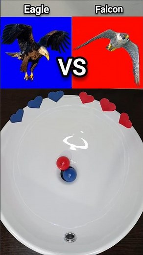Eagle VS Falcon