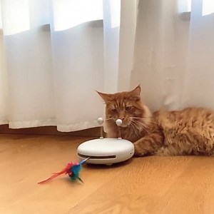 Watch cat toy robot on Amazon Live