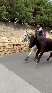 14K views · 345 reactions | Abrivado Montpezat manade Gillet | Jean Philippe Bouchoux | Facebook