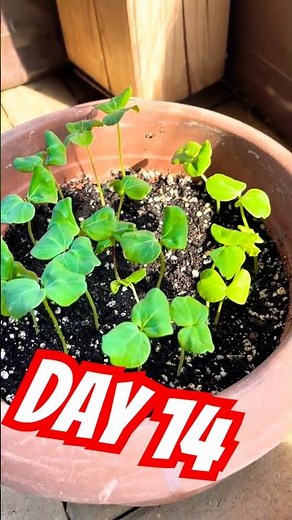 Hibiscus 🌺 Day 14 | Growing Roselle from seed | Jamaican Sorrel | Florida Cranberry