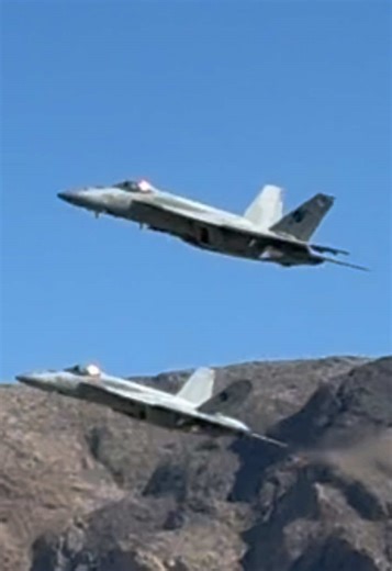 Understanding Bee Stingers: A Guide for Everyone