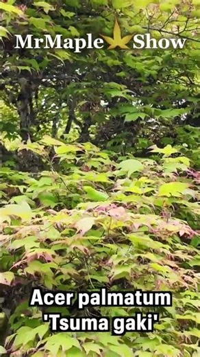 Acer palmatum 'Tsuma gaki' Japanese Maple