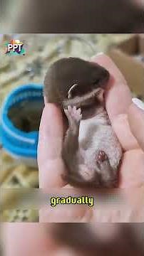 This family saved a mysterious little creature found after the storm. #animals