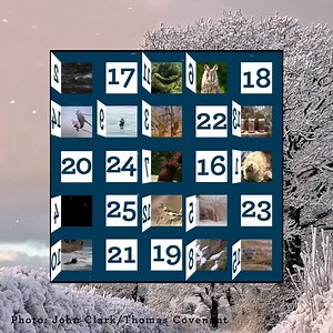 Day 16 of our advent calendar - and we have a whole new level of epic for you! | BBC Springwatch