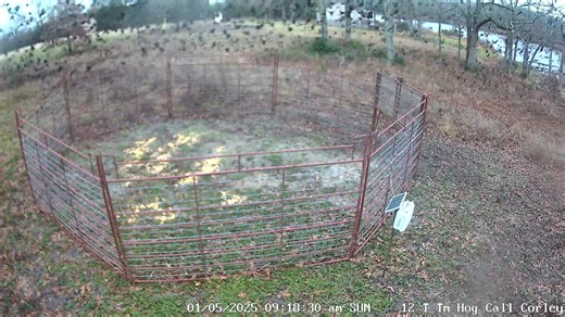Blackbirds eat more corn, intended for pigs, than deer and raccoons this time of year. Luckily we have a camera with a built in hog call. I can’t say we’ve called in any hogs yet but it does help deter the non target species! | East Texas Hog Control