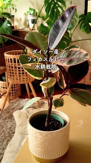 １００均オンリー植物ツアーリビング編〰️ #ダイソー植物 #観葉植物 #観葉植物のある暮らし #plants #100均植物 #モンステラ #houseplants #daisohack