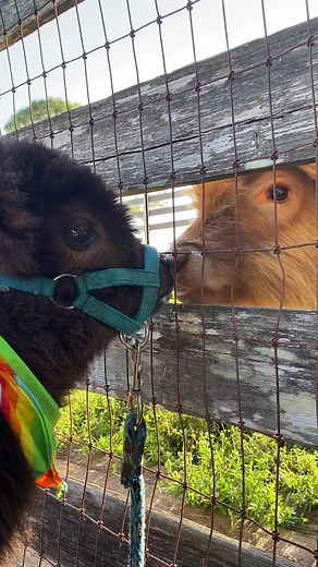 Homer meets Gladys thru the fence for the first time! #ScreamItOut #TurboTaxAndRelax #ByeByeSundayBlues #cutecows #farmlife #cow #cowsoftiktok #meetandgreet #fluffycow #minicow #highlandcow