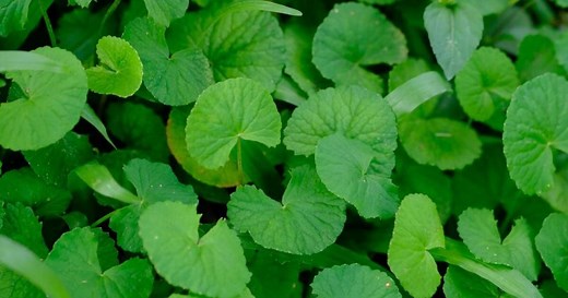 7 benefícios da centella asiática e como usá-la com segurança