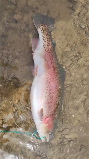 Caught the Rainbow Trout of a lifetime at Lake McSwain! #fishing #fishinglife #lakemcswain