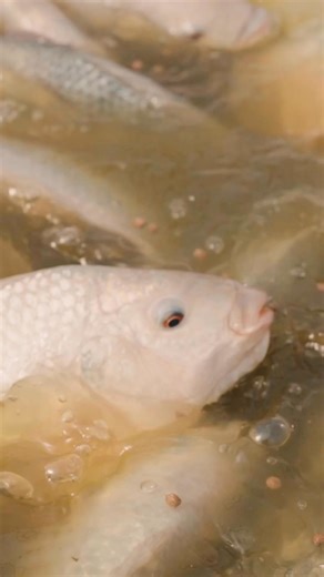 A glimpse into the world of #Auburn research, where ideas meet real world impact 🔬#WarEagle | Auburn University