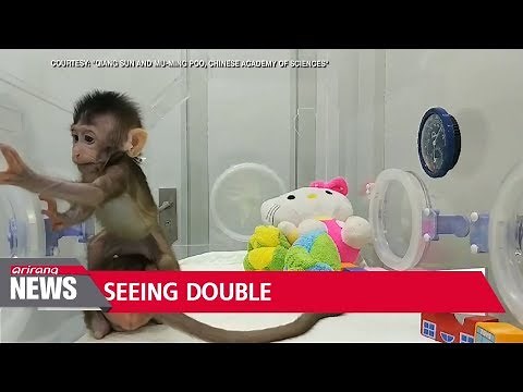 Chinese scientists successfully clone monkeys for first time