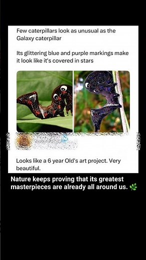 This "Galaxy Caterpillar" Looks Like a Living Night Sky 🐛✨