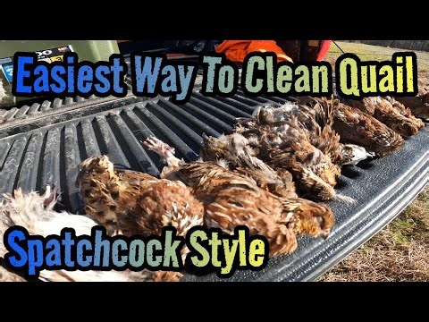 QUICK & EASY HOW TO Clean A Bobwhite Quail or Any Other Bird In Under 3 Minutes Spatchcock Style: