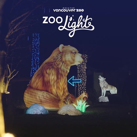 The holidays aren't over yet! 🎉 Zoo Lights runs until January 10 — still time to experience Vancouver's newest holiday lights event at the Greater Vancouver Zoo. Walk through thousands of glowing lights, vibrant lanterns, and festive themed areas with the kids ✨. Ride the Arctic Express 🚂 and make this holiday season one to remember. Tickets selling fast — members attend free! | Greater Vancouver Zoo