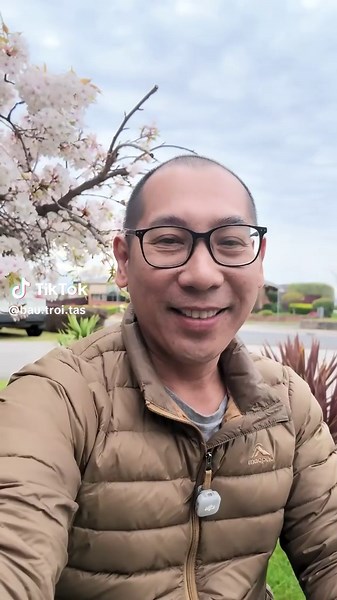 hoa anh đào trước nhà ở Tasmania, Úc