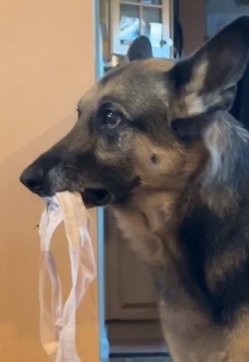 Top 5 Naughtiest German Shepherds on TikTok