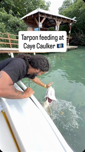 Mr. JetSetInk on Instagram: "Faster than a blink of an eye! Very fun activity in Caye Caulker for wildlife lovers. #mrjetsetink #cayecaulker #travelideas #tattooandtravel #belize"