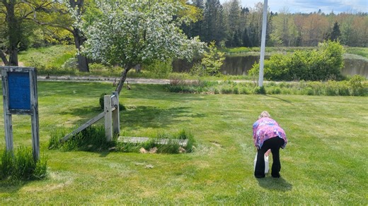 A most joyful release as our goslings are adopted by a pair of Canada Geese. The female moves off with their own family while the male approaches the rehab babies who run to him. Canada Geese are famous for adopting orphans and it all was wonderful | Acadia Wildlife