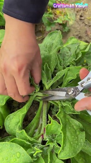 High-quality ice vegetable planting technology