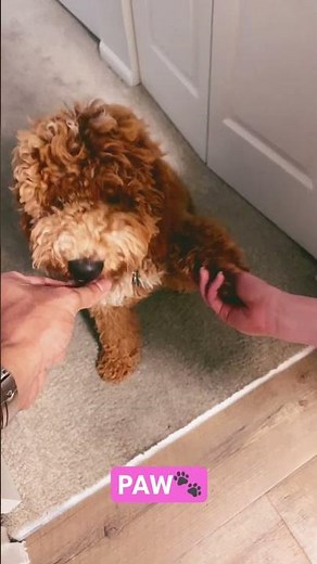 3 Easy Tricks We Taught Our Goldendoodle Puppy 🐶