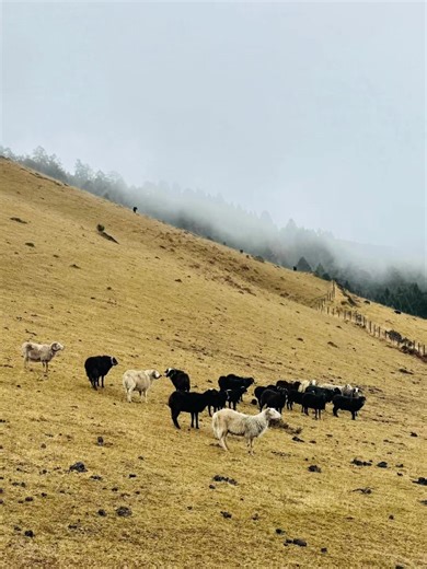 Aum Nalay and her family are the last remaining sheep herders of Dhur, Bhumtang. As part of the project ‘𝑷𝒆𝒓𝒑𝒆𝒕𝒖𝒂𝒕𝒊𝒏𝒈 𝑯𝒊𝒈𝒉𝒍𝒂𝒏𝒅 𝑯𝒆𝒓𝒊𝒕𝒂𝒈𝒆𝒔 𝒐𝒇 𝑩𝒉𝒖𝒕𝒂𝒏’, RTC Research Associates Pema Lhazom Namgay and Passang Om are ethnographically and audio-visually documenting their lifewords. Following Bji and Sephu gewogs, Chhoekhor Gewog is the project’s third field-site. This project is a collaboration between RTC, the Department of Culture and Dzongkha Development, and Lei