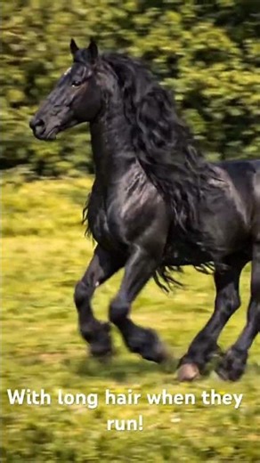 World’s Most Beautiful Horse 😍 Look at That Hair!