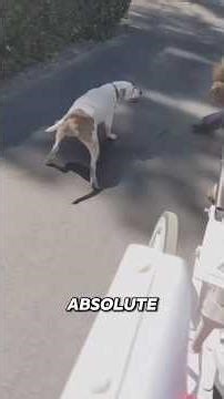 Pit Bull Attacks Horse Carriage!#pitbullattack #horsecarriage #dangerousdogs