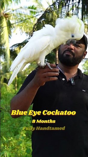 Blue Eyed Cockatoo | Largest white Cockatoo | #cockatoos #blueeyedcockatoo #ShaikhTanveer