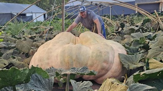 How to grow the great pumpkin