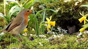 231K views · 16K reactions | Robbie and the mouse . ITV Weather ITV ITV Calendar BBC Countryfile Extra BBC Springwatch Bored Panda Fox News People | George the Mouse in a log pile house | Facebook