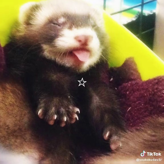 Adorable Ferret Moments: A Cute Edit
