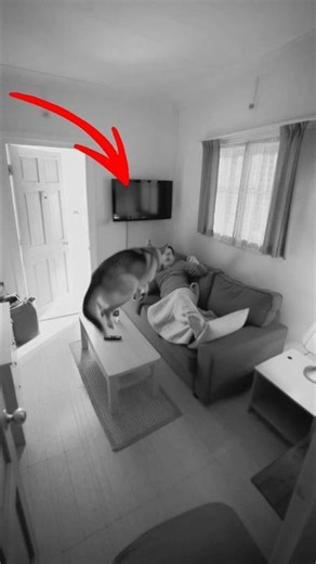 Real CCTV Footage of Door and Window Suddenly Bursting Open | Dog’s Terrified Reaction